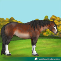 Horse Color:White Spotted Brown 