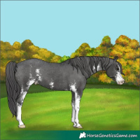 Horse Color:Black Sabino Appaloosa 