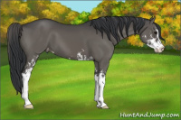 Horse Color:Black Sabino Appaloosa 