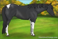 Horse Color:Black Tobiano 