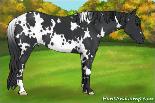 Horse Color:White Spotted Black 