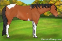 Horse Color:Bay Tobiano 