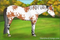 Horse Color:White Spotted Bay Splash Frame 
