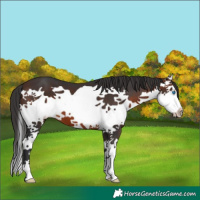 Horse Color:Brown Splash 
