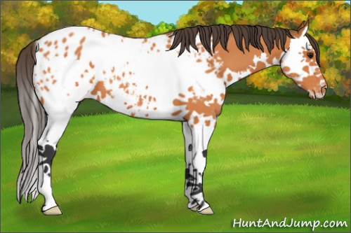 Horse Color:Bay Sabino Splash Blanket