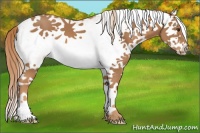 Horse Color:White Spotted Chestnut Splash 