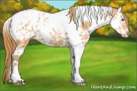 Horse Color:Bay Pearl Splash Tobiano Frame Appaloosa