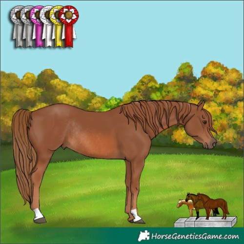 Horse Color:Chestnut Rabicano 