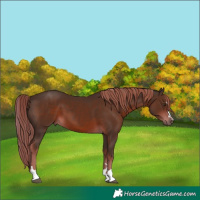 Horse Color:Liver Chestnut 