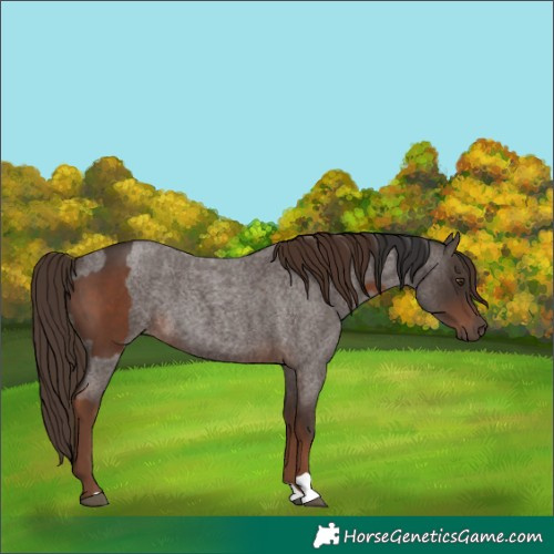 Horse Color:Liver Chestnut  and Liver Red Roan 