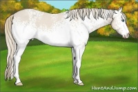 Horse Color:White Spotted Smoky Creme 