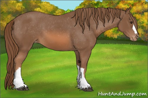 Horse Color:Chestnut Appaloosa 