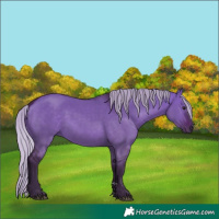 Horse Color:Silver Brown Dun