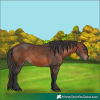 Horse Color:Brown 
