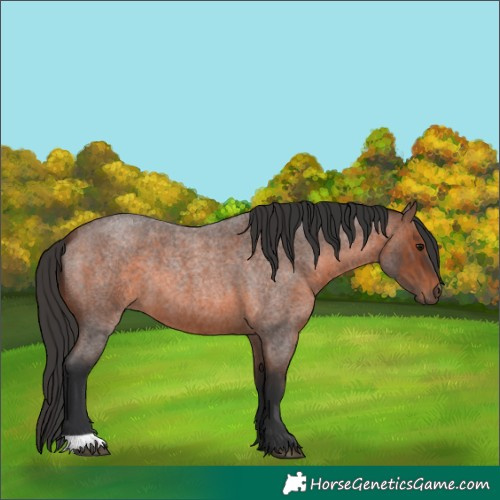 Horse Color:Brown Roan
