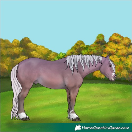 Horse Color:Silver Buckskin 