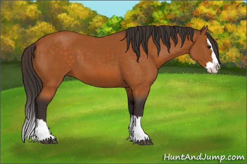 Horse Color:Buckskin Sabino Splash 