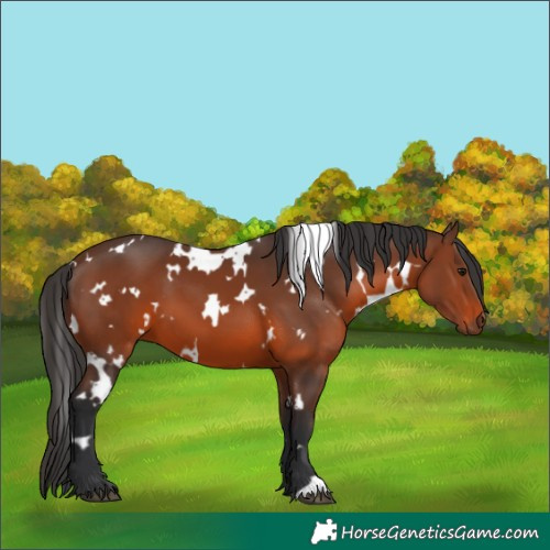 Horse Color:White Spotted Brown