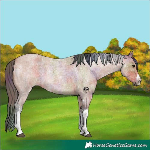 Horse Color:Nacre White Spotted Bay Roan 