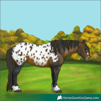 Horse Color:Brown Appaloosa 