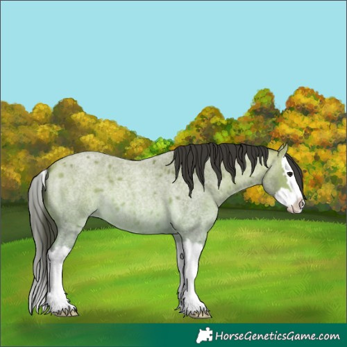 Horse Color:Buckskin Roan Splash