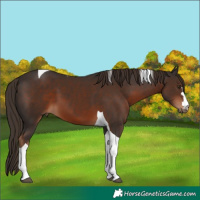 Horse Color:Liver Chestnut Tobiano 