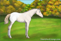 Horse Color:Perlino Roan Appaloosa