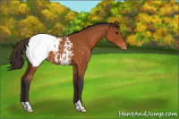 Horse Color:Buckskin Snowcap