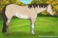Horse Color:Bay Dun