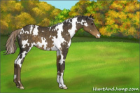 Horse Color:White Spotted Chocolate Palomino Appaloosa 