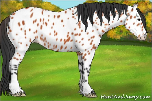 Horse Color:Bay Appaloosa 