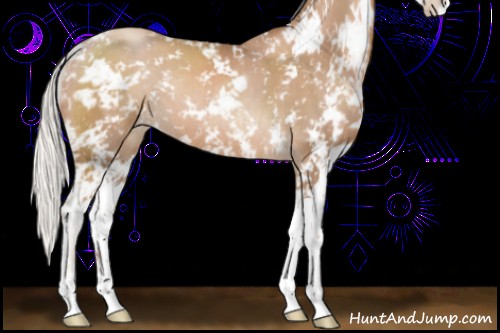 Horse Color:Silver Black Pearl Sabino Rabicano 