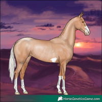 Horse Color:Silver Black Pearl Rabicano 