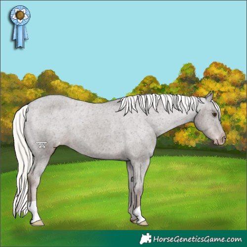Horse Color:Liver Chestnut Mushroom Appaloosa 