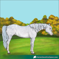 Horse Color:Platinum Watercolor White Spotted Chocolate Palomino Ice Dun Appaloosa Rabicano 