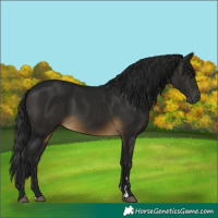 Horse Color:Gray Buckskin 