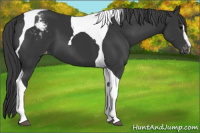 Horse Color:Black Sabino Tobiano Appaloosa 