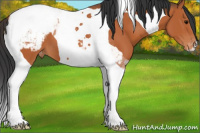 Horse Color:Bay Tobiano Appaloosa 