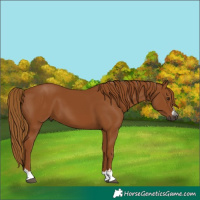Horse Color:Gray Chestnut 