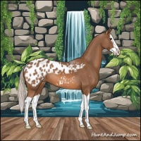 Horse Color:Chestnut Splash Appaloosa