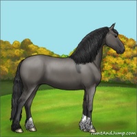 Horse Color:Grullo 