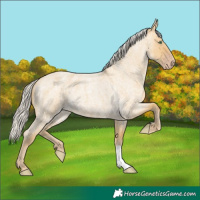 Horse Color:Silver Classic Cream Champagne Roan Dun 
