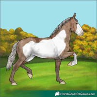 Horse Color:Silver Grullo Frame Brindle