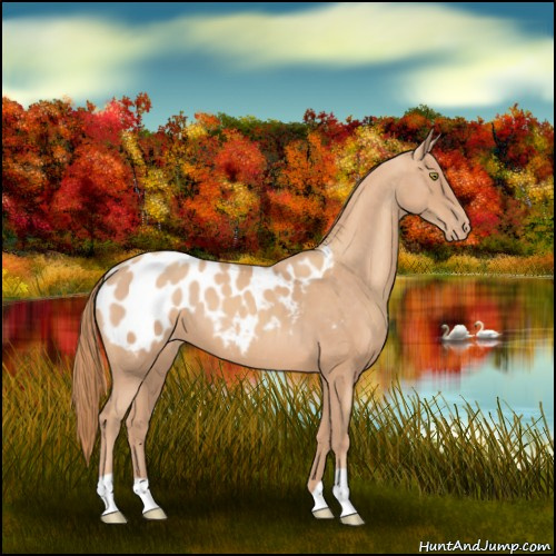 Horse Color:Gold Champagne Appaloosa 