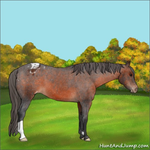 Horse Color:Brown Varnish
