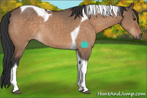 Horse Color:Brown Dun Tobiano Rabicano 