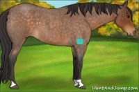 Horse Color:Buckskin Roan 