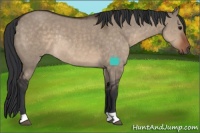 Horse Color:Brown Dun Rabicano 