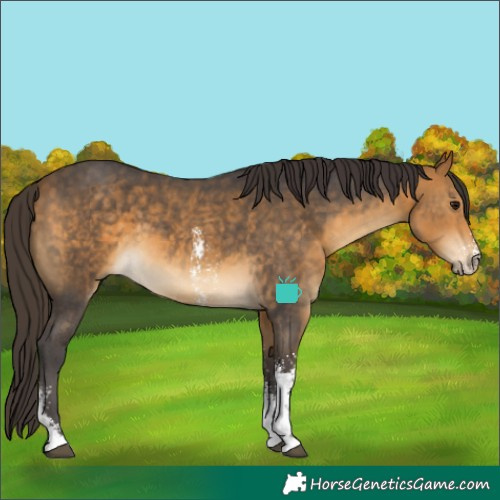 Horse Color:Buckskin Sabino