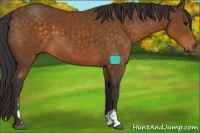Horse Color:Buckskin Sabino 
